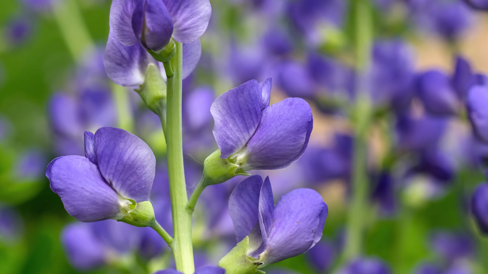 23 Plants That Will Stay In Your Garden For Generations (Plus A Few More That Stand The Test Of Time)