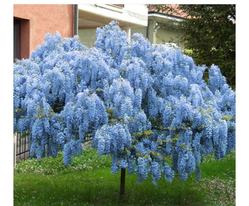 Wisteria