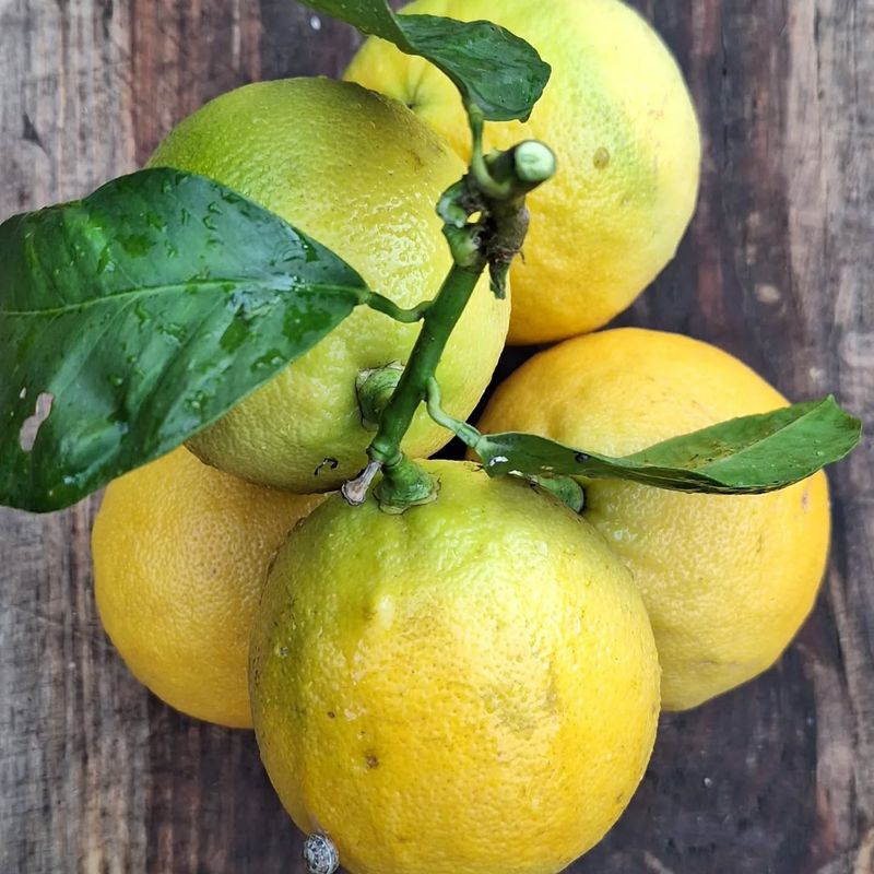 Bergamot Orange