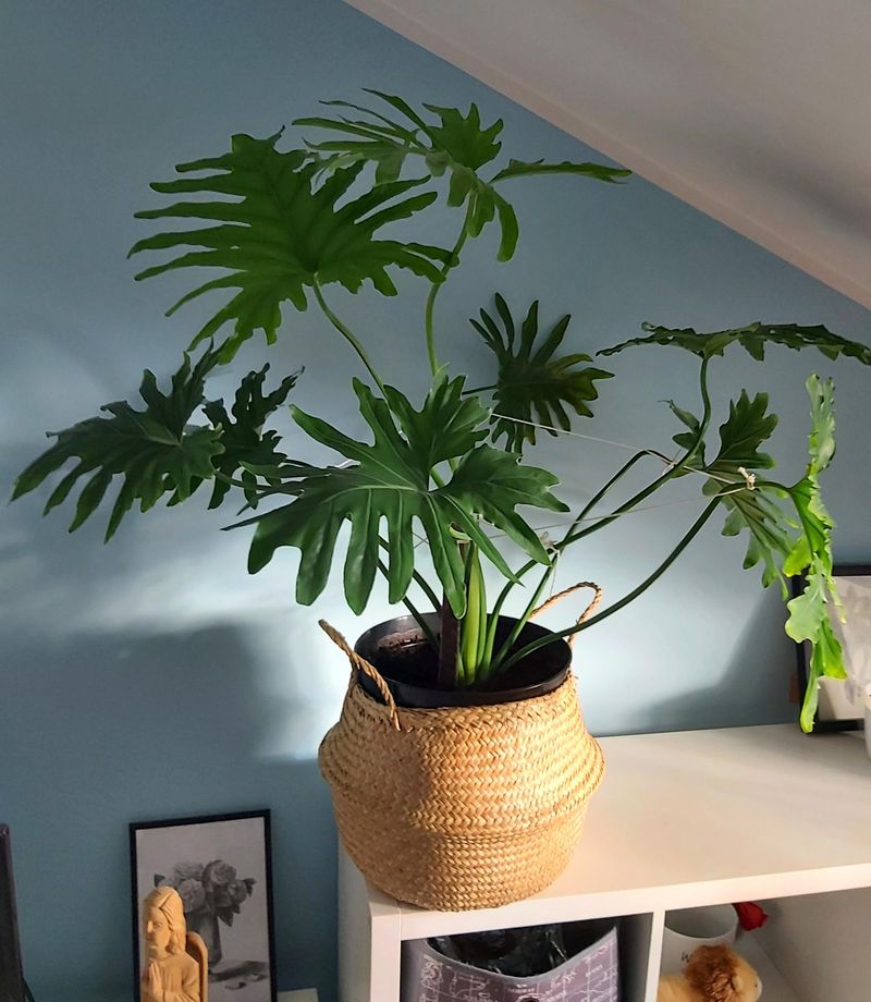 Philodendron Selloum