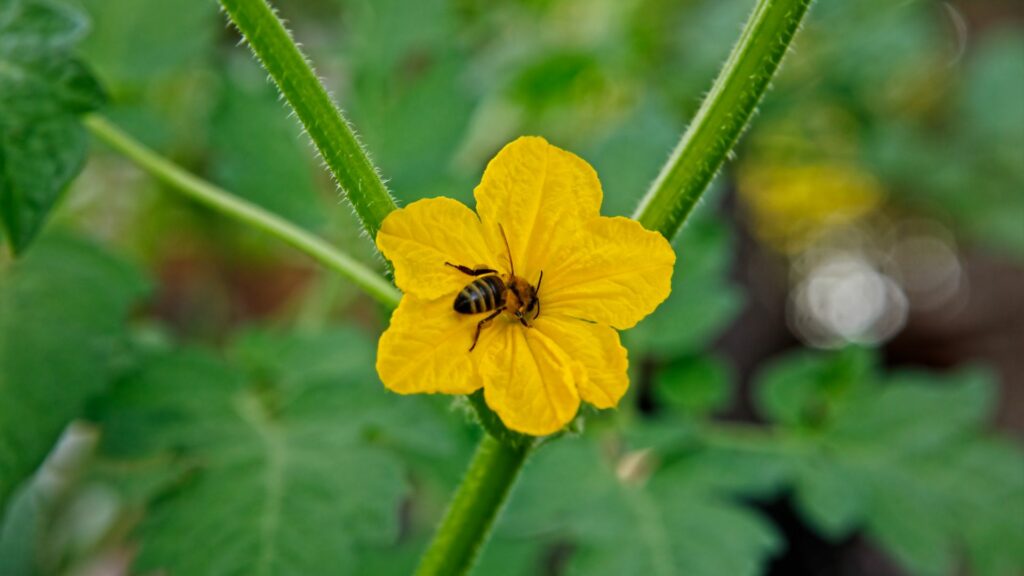 pollination of cucumber flower