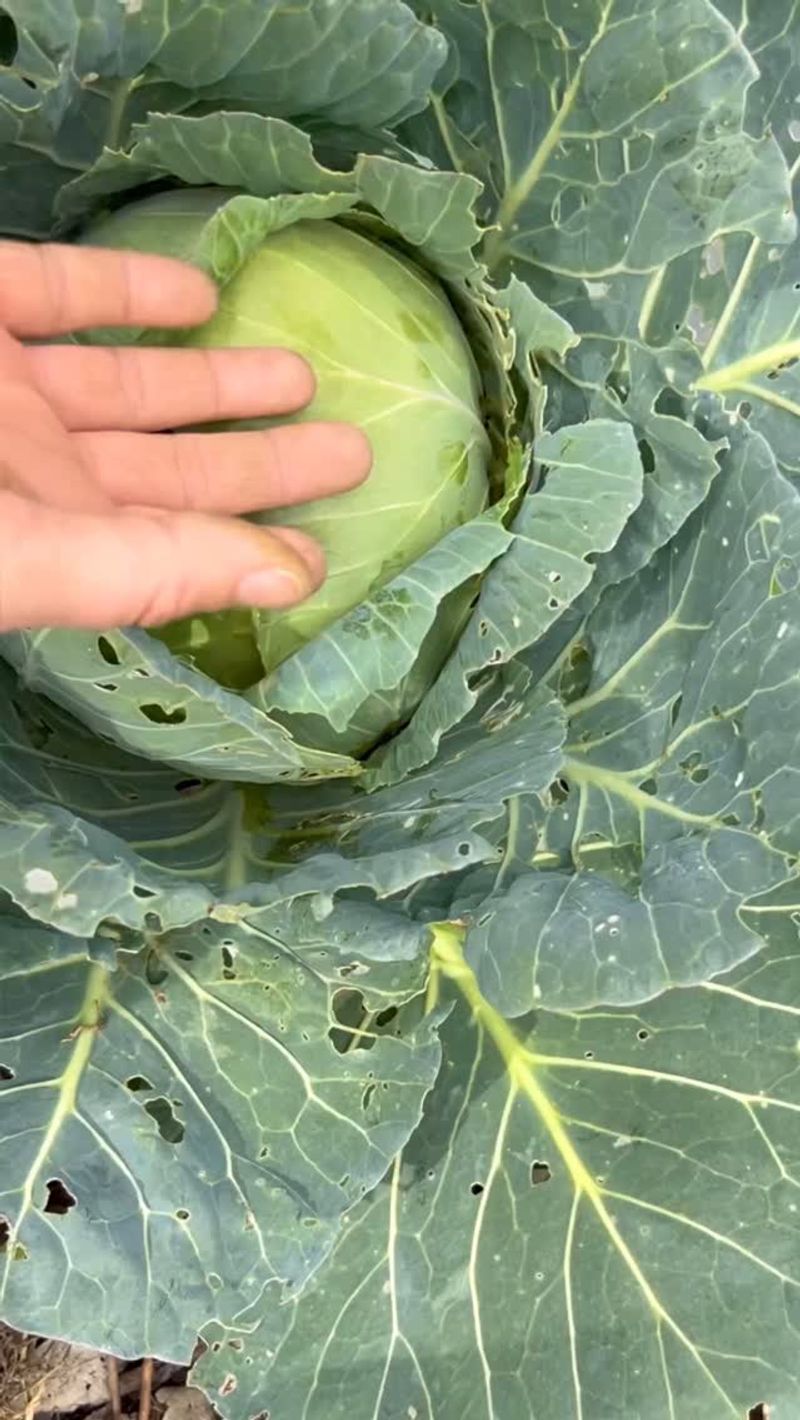 Next To Cabbage