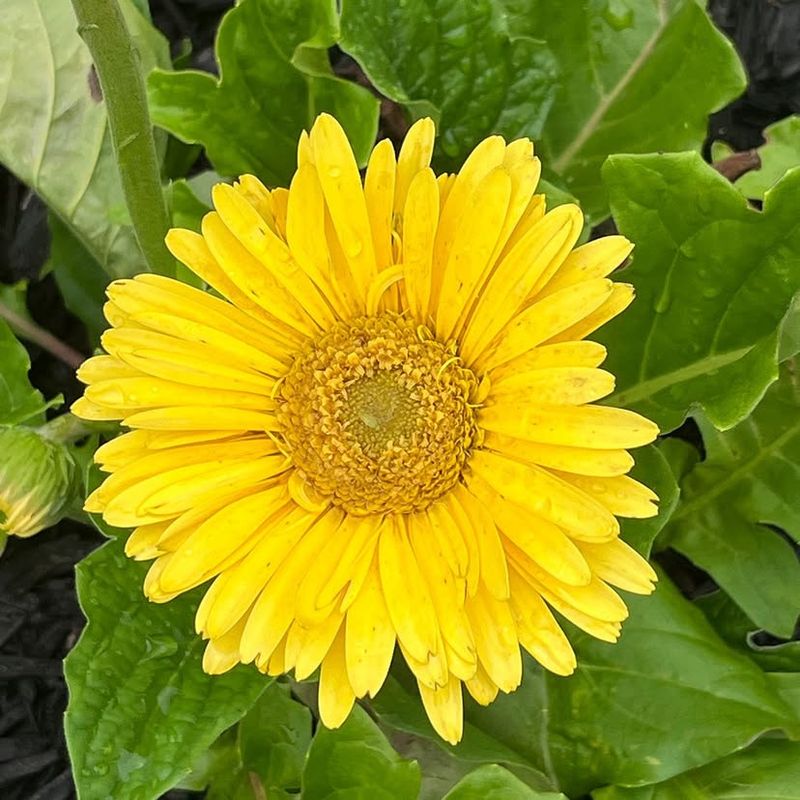 Gerbera Daisy (Yellow cultivars)