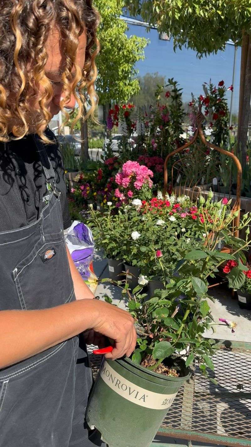 Prune for Growth