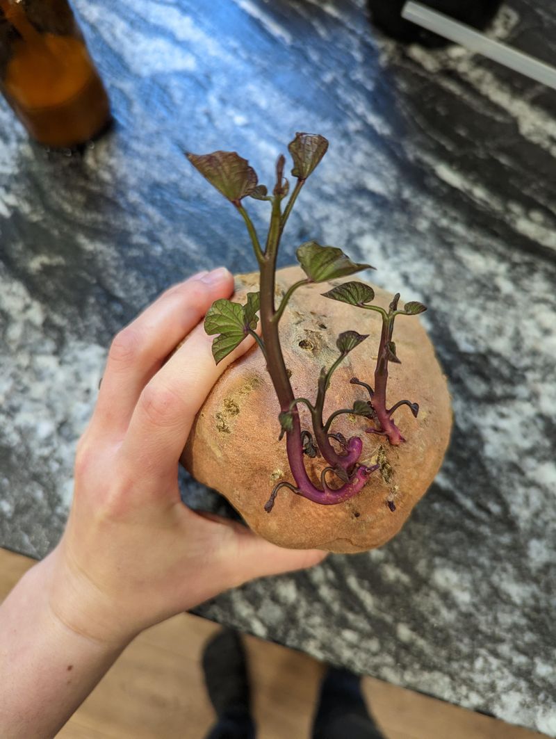Sweet Potatoes