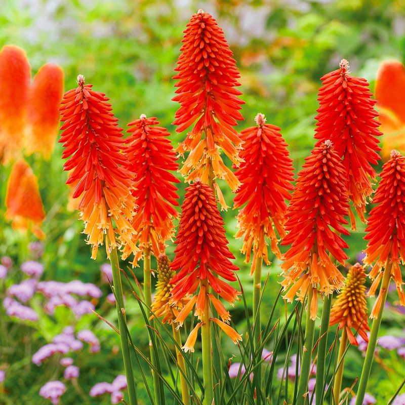 Red Hot Poker (Kniphofia)