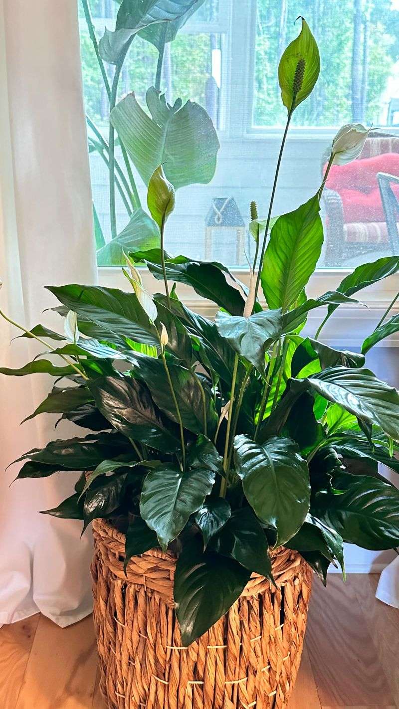 Peace Lily