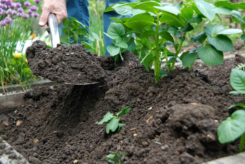 Hill Up Soil Around Plants