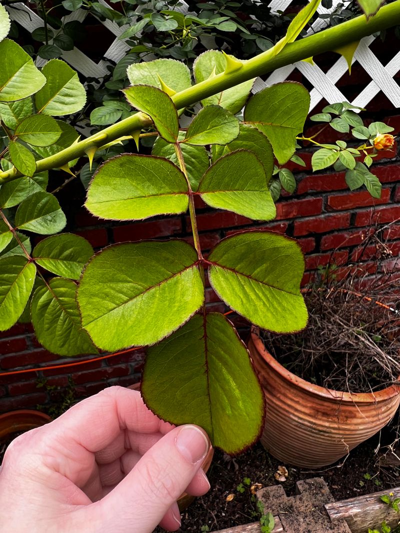 Address Nutrient Deficiencies