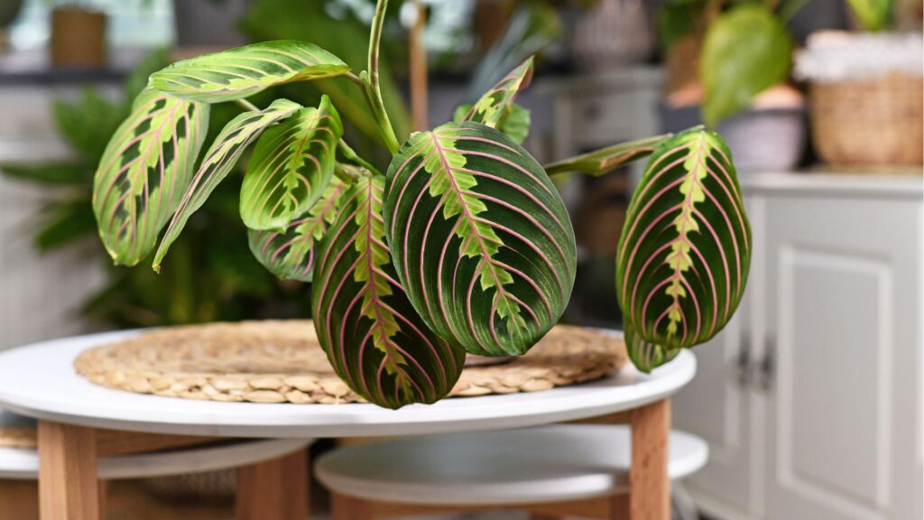 prayer plant