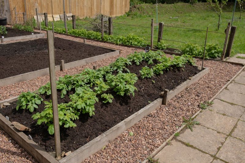 Plant Potatoes In Raised Beds