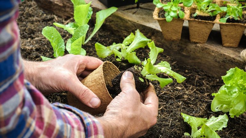 Handle Seedlings With Care