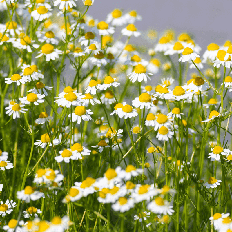 Plant Seeds In Spring