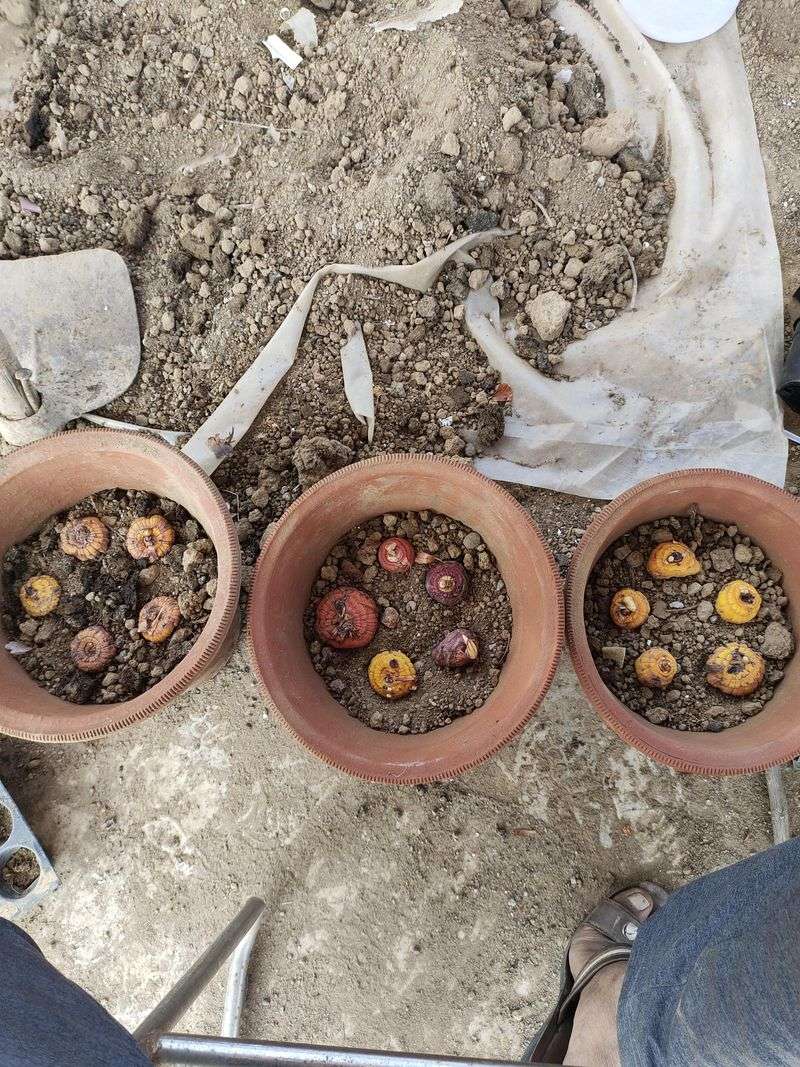 Planting Gladiolus Bulbs