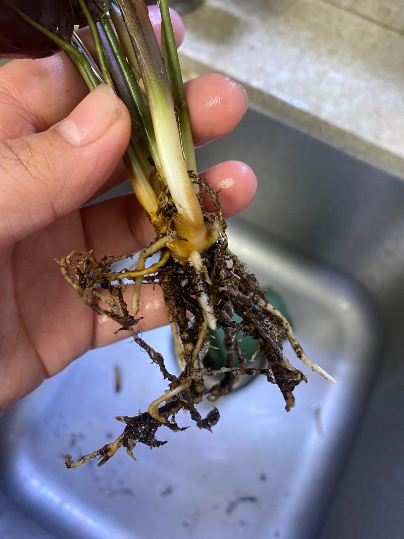 Monitor for Root Rot Signs