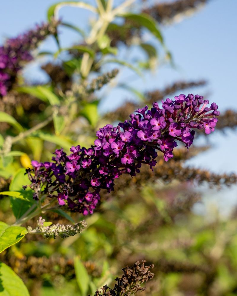 Butterfly Bush
