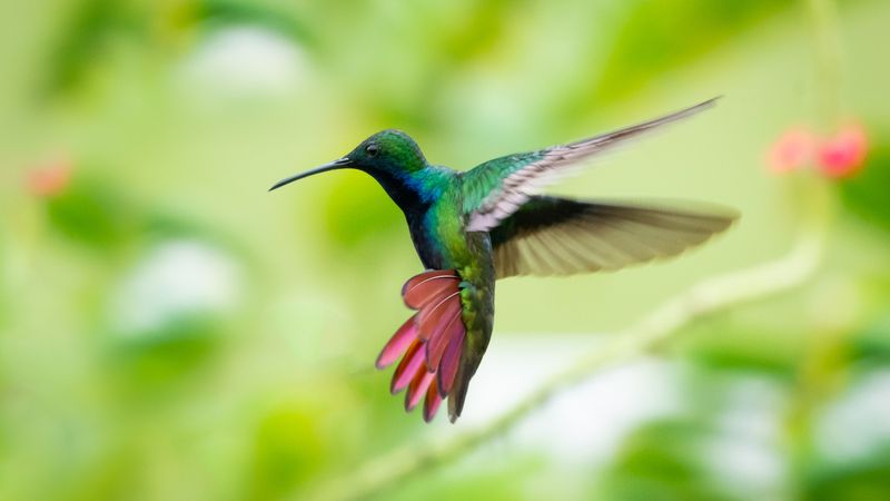Attracts Hummingbirds With Rich Maroon Petals