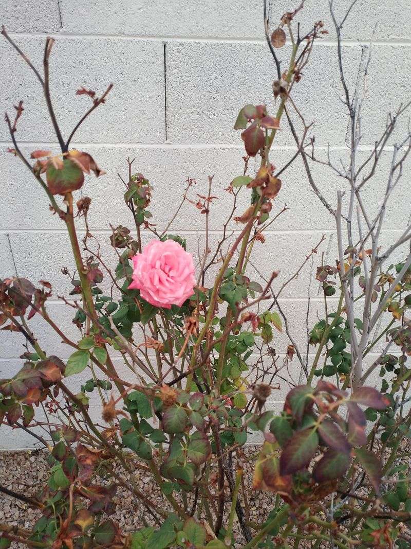 Rejuvenate Older Bushes