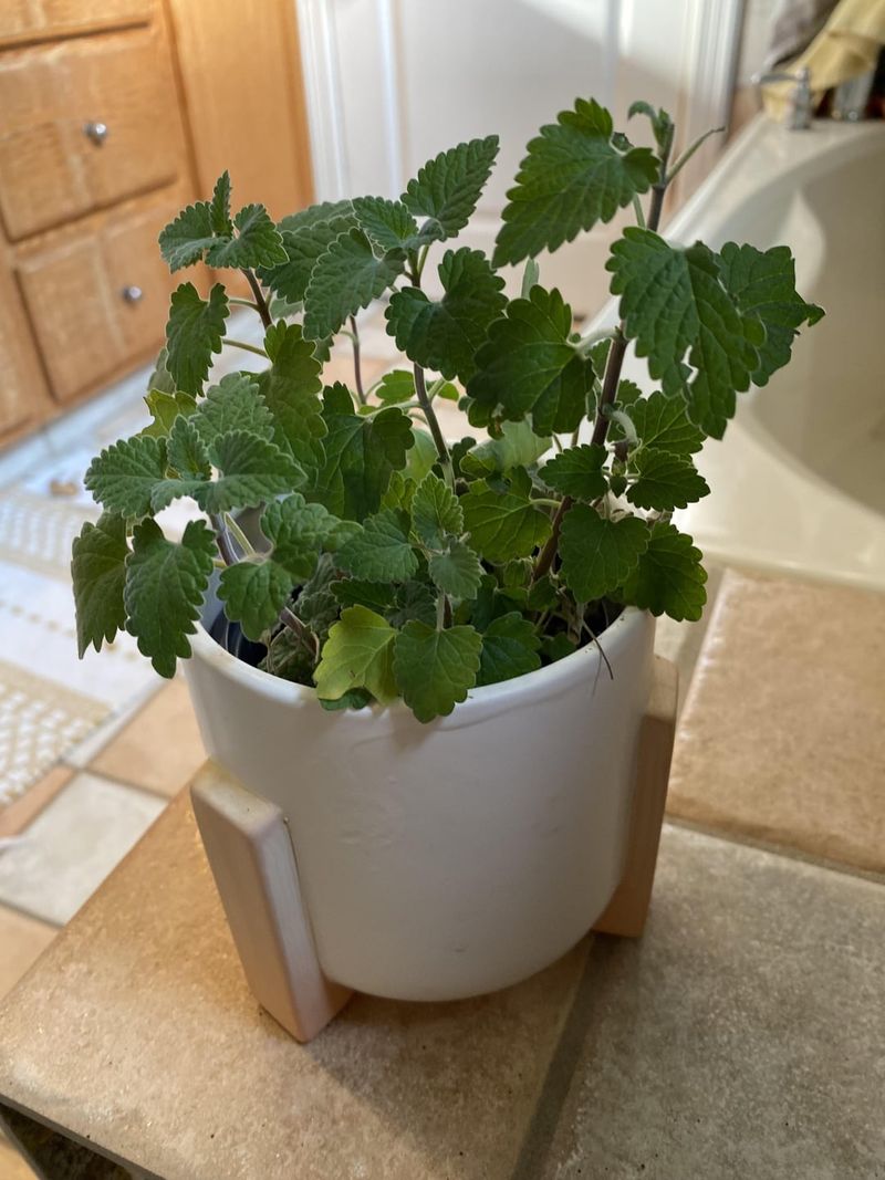 Indoor Planting Techniques