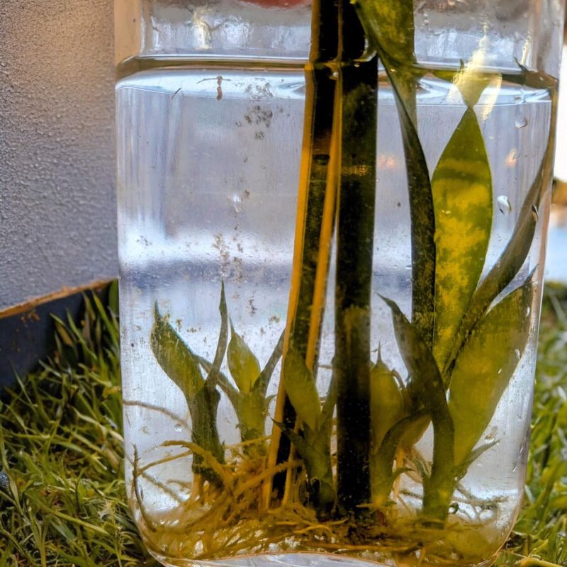 Snake Plant