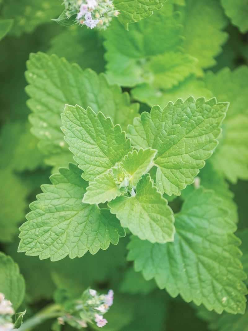 Rotate Plants to Prevent Disease