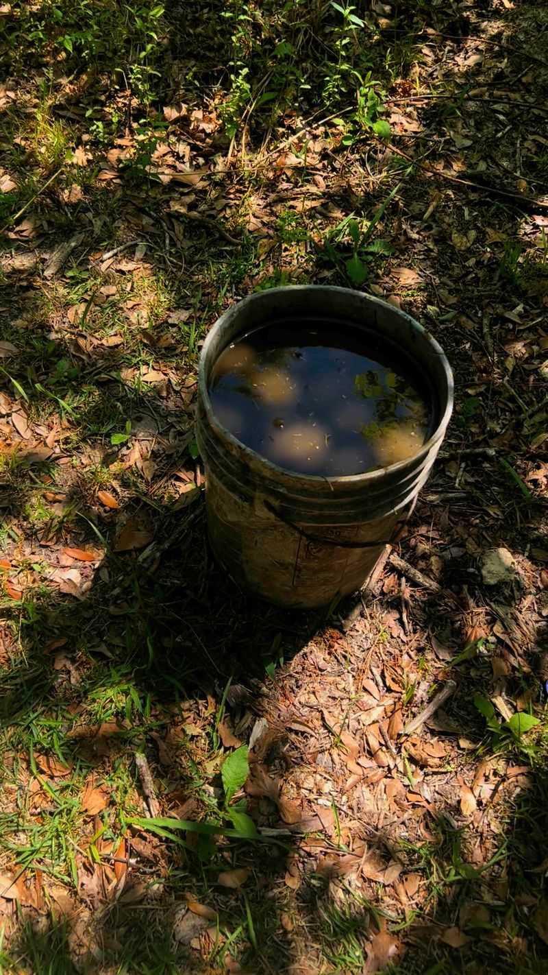 Fertilize Lightly After Moving