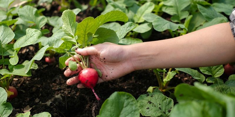 Harvesting Spring Vegetables