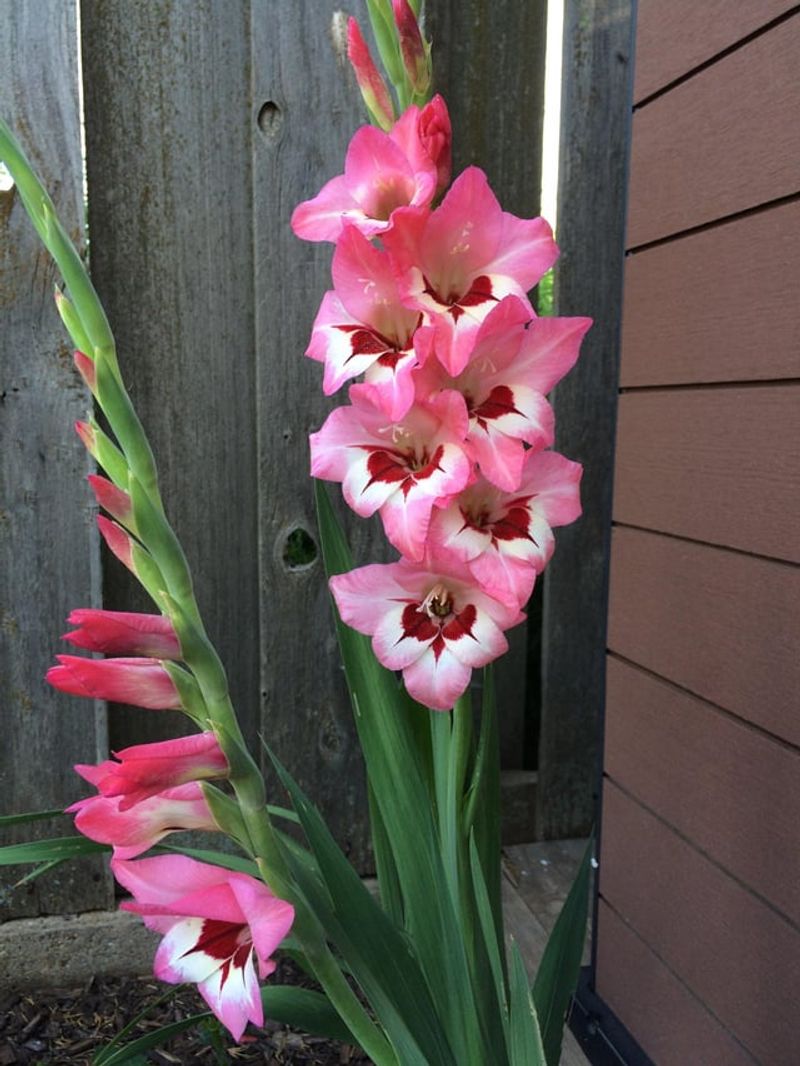 Fertilizing Gladiolus