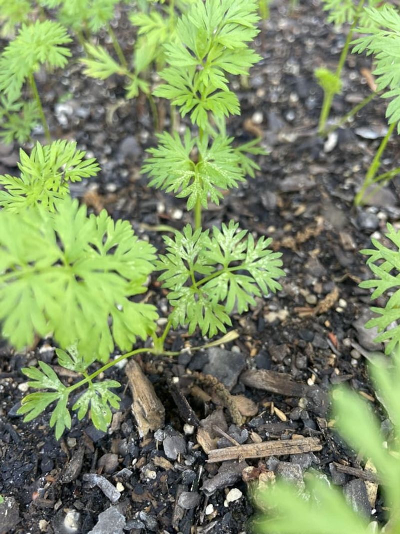 Transplant Outdoors