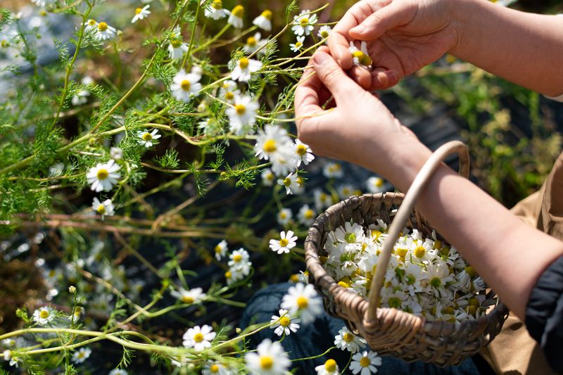 Harvest At The Right Time