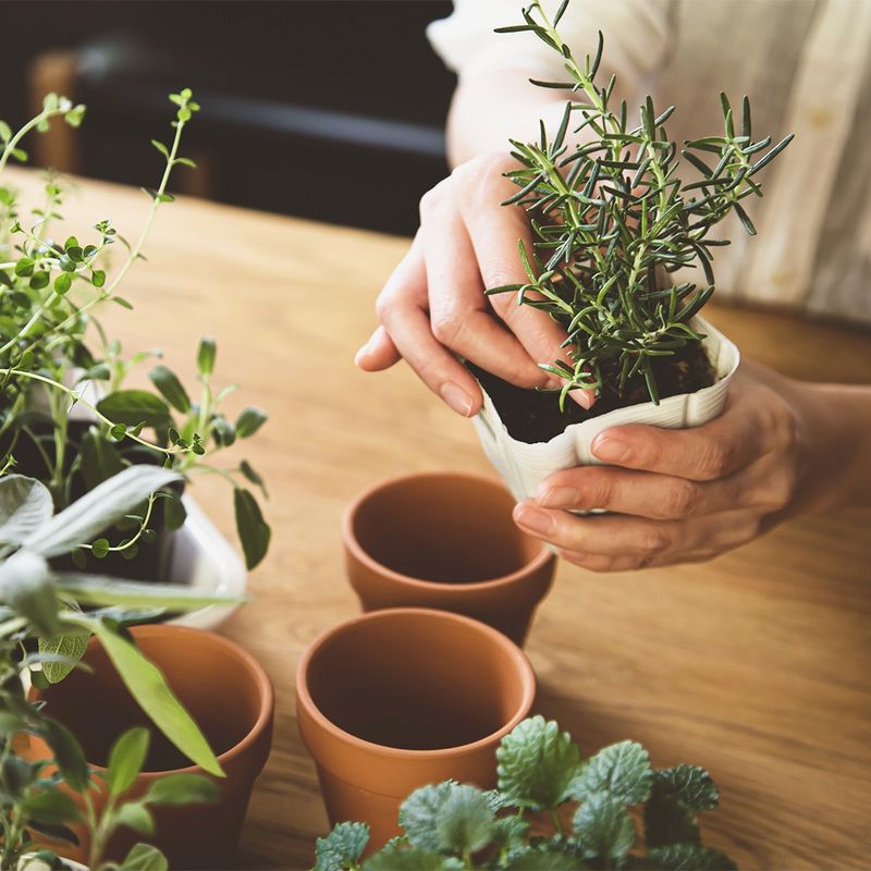 Start a Herb Garden