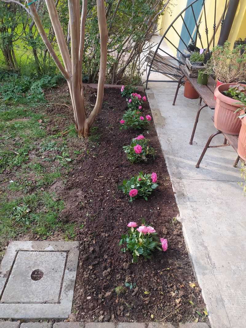 Mulch For Moisture