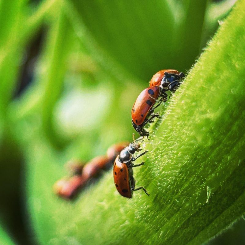 Protect from Pests