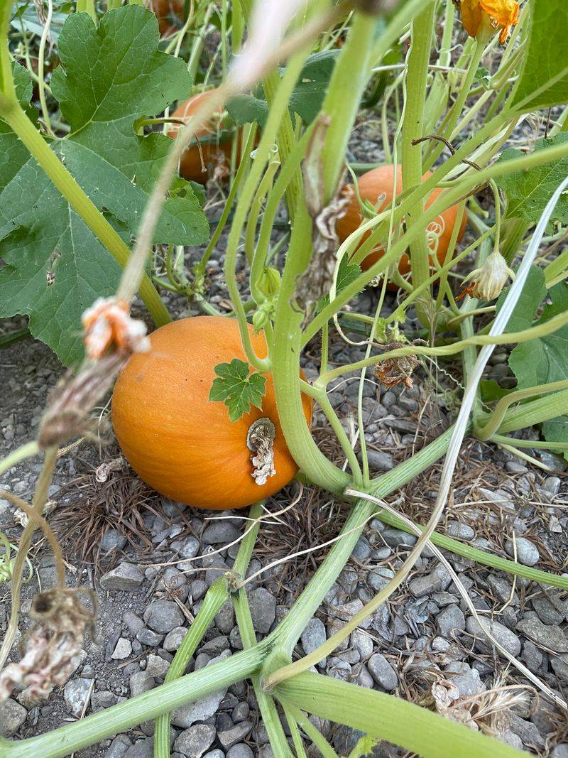 Pumpkin Picking Perils