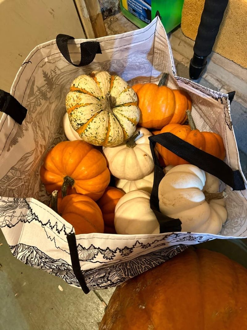 Surprising Pumpkin Weight Comparisons