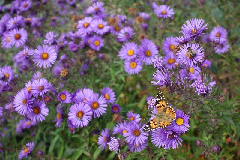 Asters
