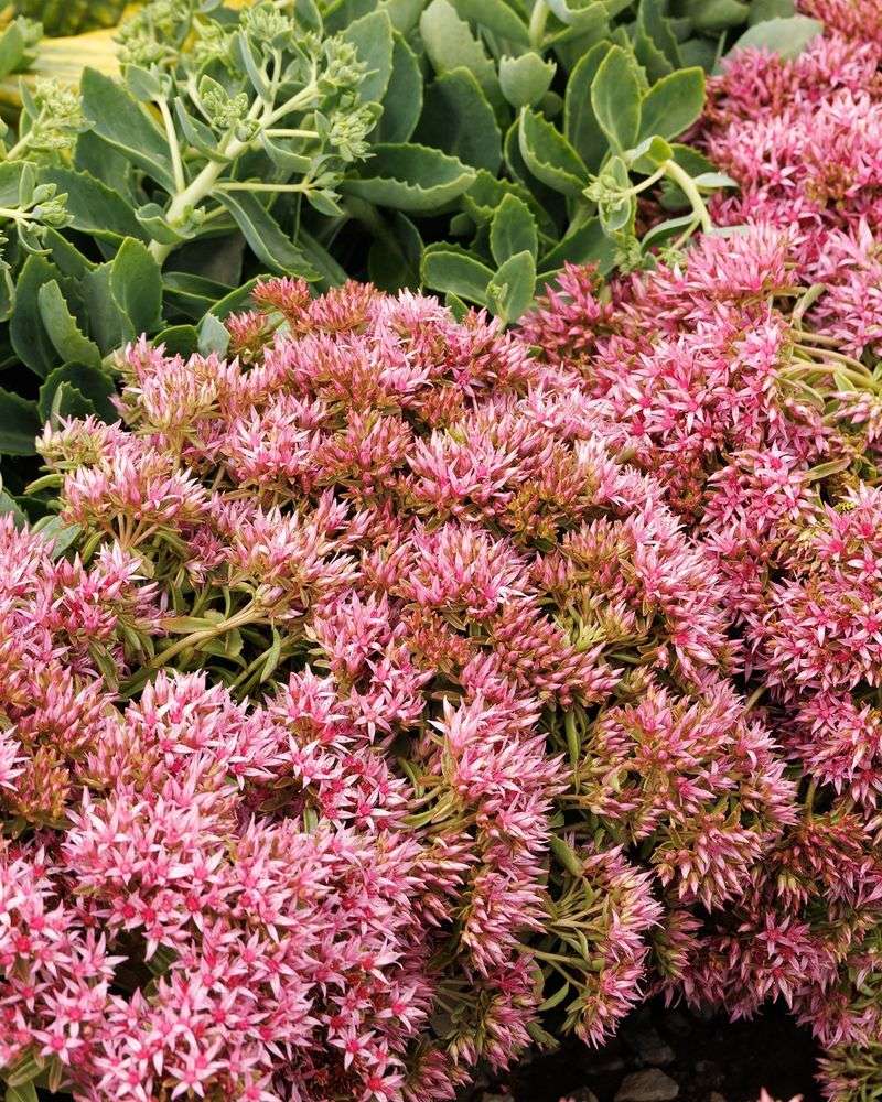Sedum
