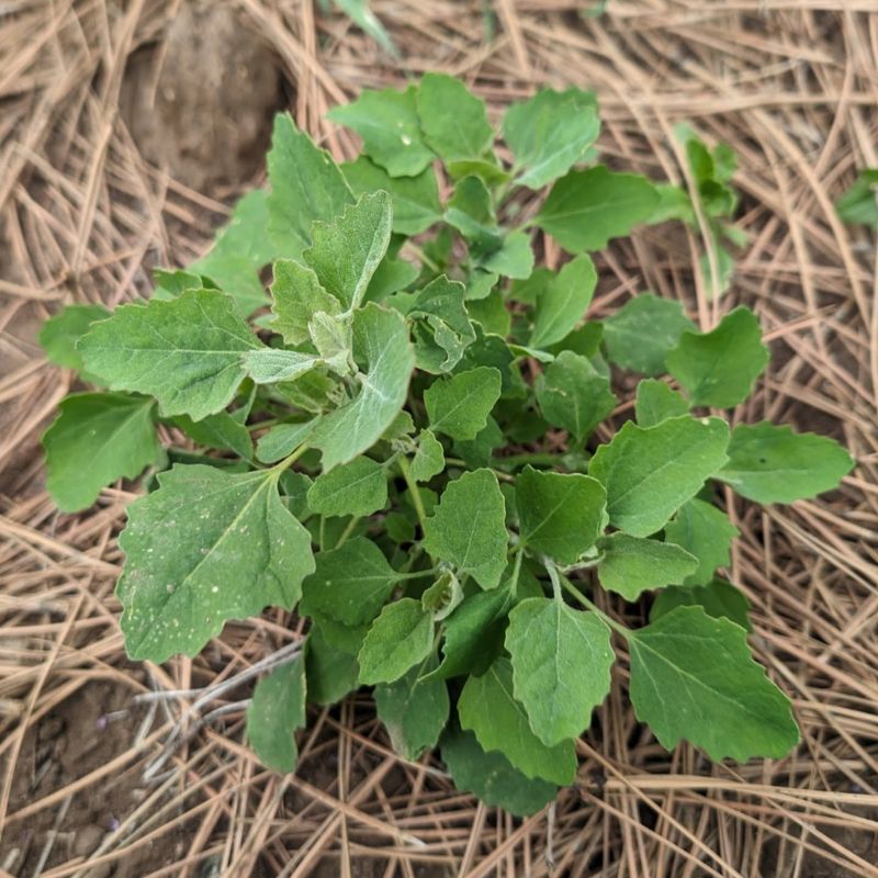 Lamb's Quarters