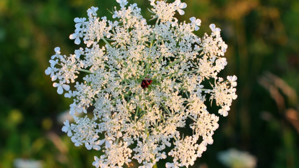 Queen Anne’s Lace