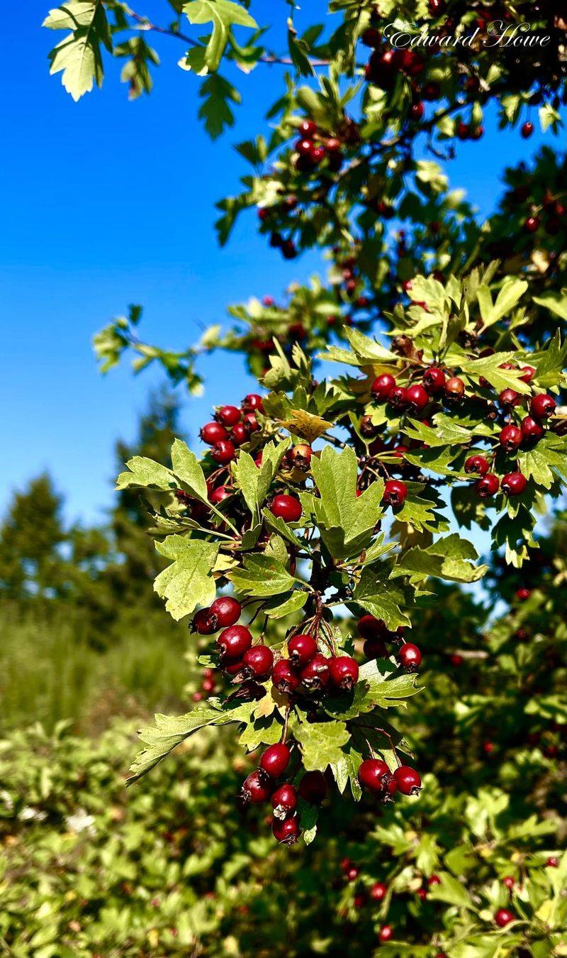 Hawthorn