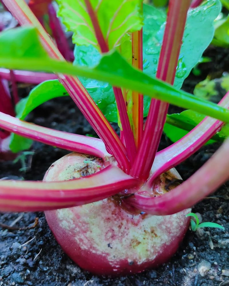 Beets
