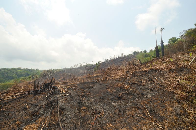 Slash And Burn