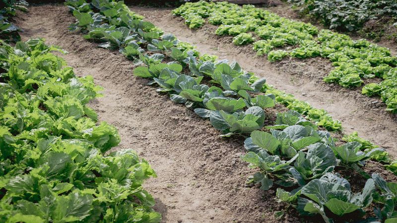 Companion Planting