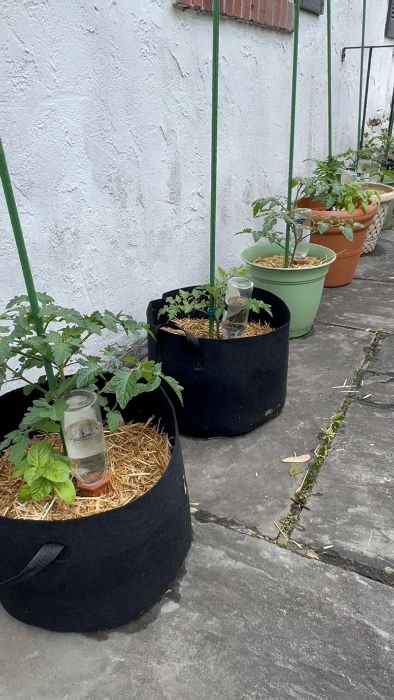Containers Or Grow Bags With Excellent Drainage Are Ideal