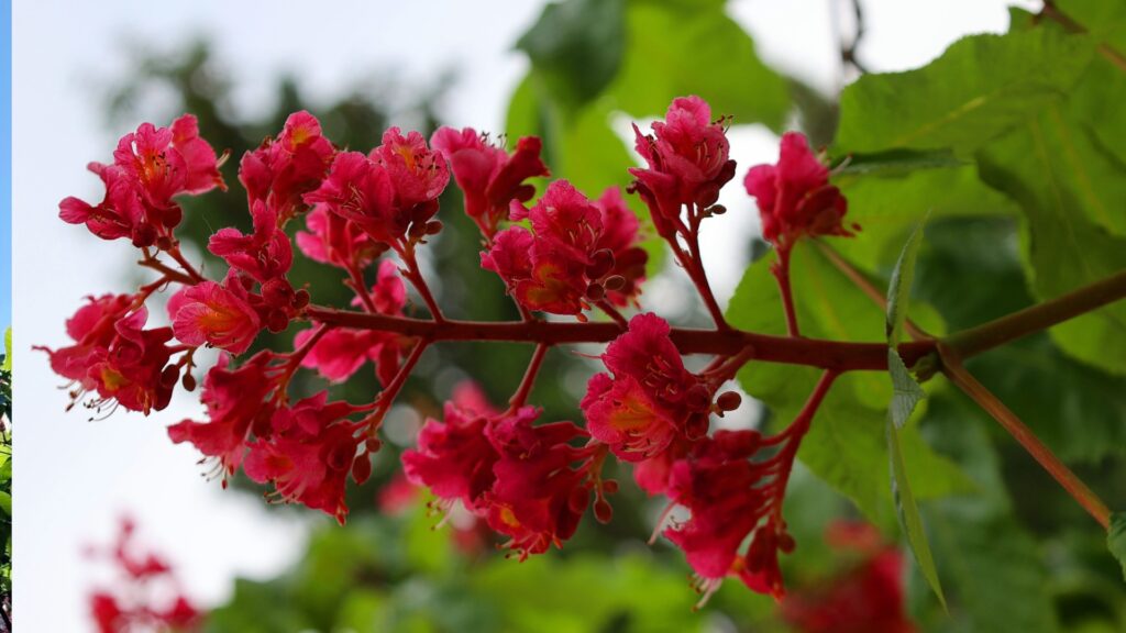 red buckeye tree flowers
