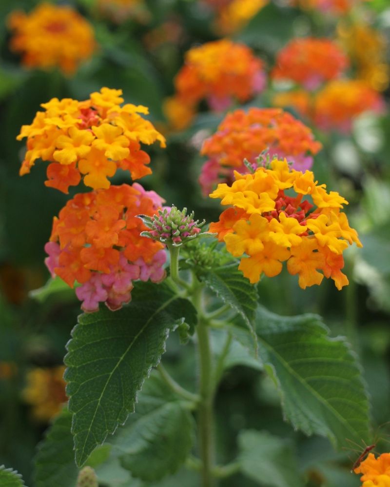 Lantana ‘Miss Huff’