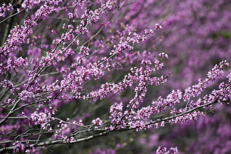 Eastern Redbud