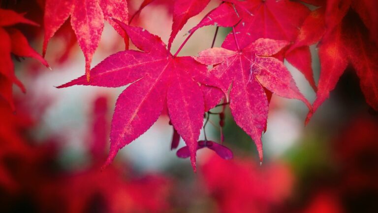 red maple tree leaves