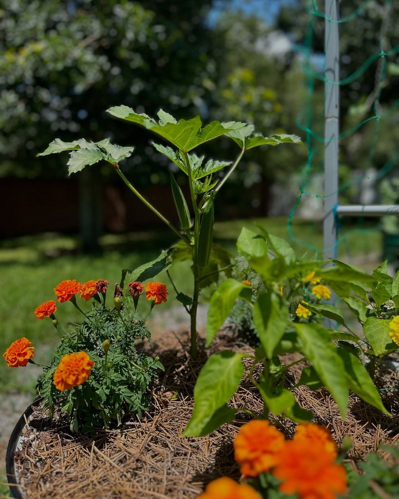 Utilize Companion Planting