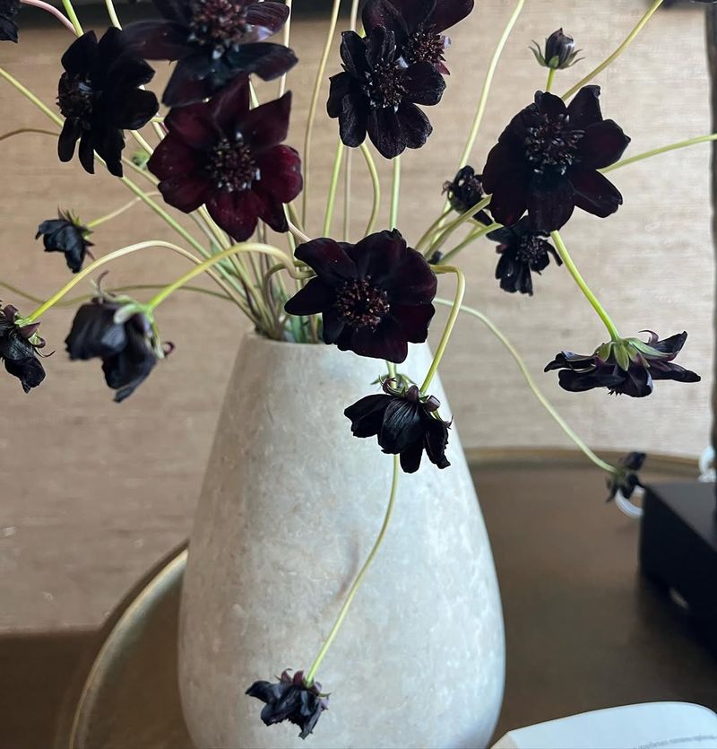 Perfect Conversation Starter Thanks To Its Color And Scent